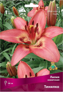 Луковица Лилии азиатской ПОИСК Тинилко