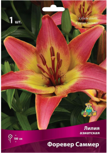 Луковица Лилии азиатской ПОИСК Форевер Саммер