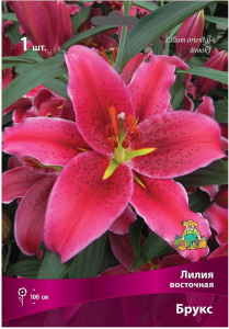 Луковица Лилии ПОИСК Брукс