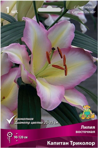 Луковица Лилии ПОИСК Капитан Триколор