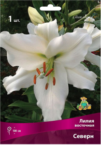 Луковица Лилии восточной ПОИСК Северн
