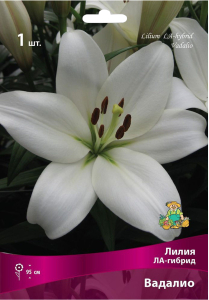 Луковица Лилии ЛА-гибрид ПОИСК Вадалио