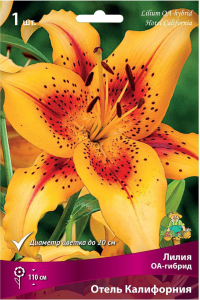 Луковица Лилии ОА-гибрид ПОИСК Отель Калифорния