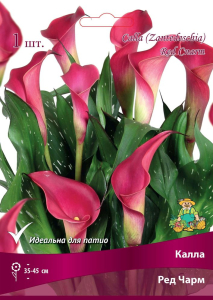 Луковицы калла ред чарм 1 шт