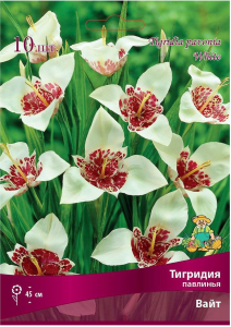 Луковицы тигридия ПОИСК Вайт 10 шт