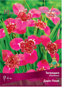 Луковицы тигридии ПОИСК Дарк-Пинк 10 шт