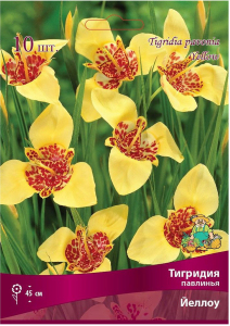 Луковицы тигридии ПОИСК Йеллоу 10 шт