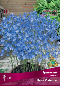 Луковицы трителейя квин фабиола 10 шт