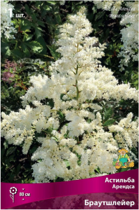 Луковица Астильбы ПОИСК Арендса Браутшлейер