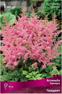 Луковица Астильбы ПОИСК Арендса Гиацинт