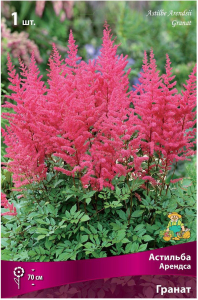 Луковица Астильбы ПОИСК Арендса Гранат