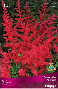 Луковица Астильбы ПОИСК Арендса Радиус