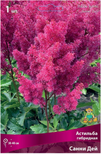 Луковица Астильбы ПОИСК Санни Дей