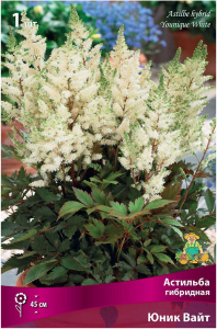 Луковица Астильбы ПОИСК Юник Вайт