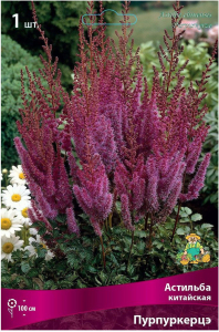 Луковица Астильбы ПОИСК Пурпуркерцэ