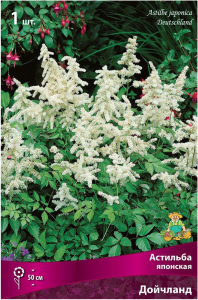 Луковица Астильбы ПОИСК Дойчланд