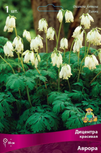 Семена Дицентра многолетняя красивая аврора 1 шт