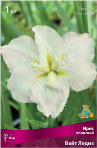 Луковица Ириса ПОИСК Люкс Вайт Ледиз