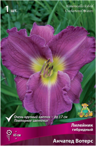 Луковица Лилейника ПОИСК Анчатед Вотерс