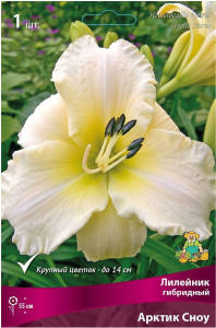 Корневище Лилейника ПОИСК Арктик Сноу