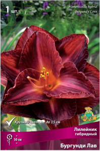 Луковица Лилейника ПОИСК Бургунди Лав