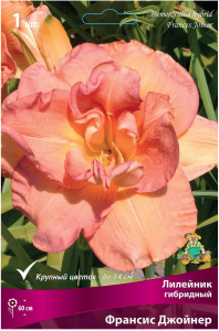 Луковица Лилейника ПОИСК Франсис Джойнер