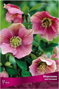 Корневище Зимовника ПОИСК Восточный