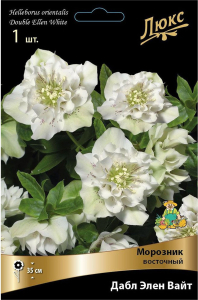 Корневище Зимовника ПОИСК Люкс Дабл Элен Вайт