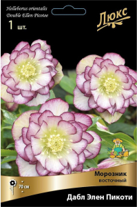 Корневище Зимовника ПОИСК Люкс Дабл Элен Пикоти