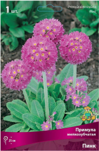 Луковица Примулы ПОИСК Пинк