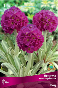 Луковица Примулы ПОИСК Ред