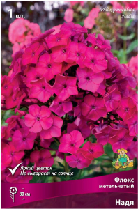 Корневище Флокса ПОИСК Надя