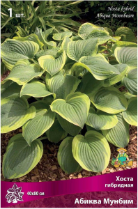 Корневище Хосты ПОИСК Абиква Мунбим
