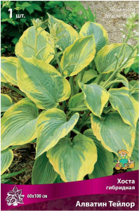 Корневище Хосты ПОИСК Алватин Тейлор