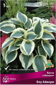 Корневище Хосты ПОИСК Блу Айвори