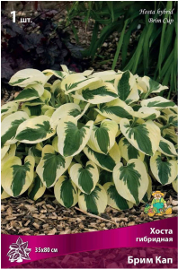 Корневище Хосты ПОИСК Брим Кап