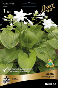 Корневище Хосты ПОИСК Люкс Венера