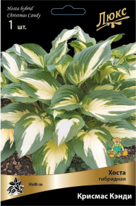 Корневище Хосты ПОИСК Люкс Крисмас Кэнди