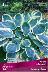 Корневище Хосты ПОИСК Орайонз Белт