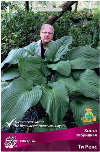 Корневище Хосты ПОИСК Ти Рекс