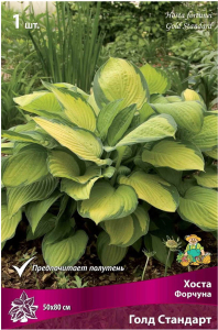 Корневище Хосты ПОИСК Голд Стандарт
