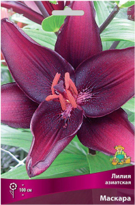 Луковица лилии азиатской ПОИСК Маскара