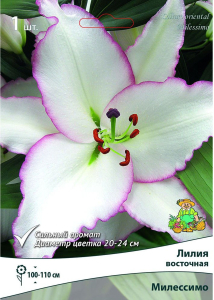 Луковицы лилии восточной ПОИСК Милессимо 1 шт