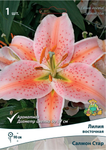 Луковица Лилии ПОИСК Салмон Стар
