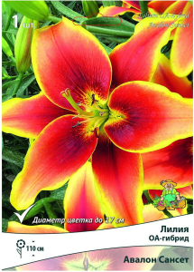 Луковица Лилии ОА-гибрид ПОИСК Авалон Сансет