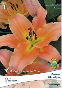 Луковицы лилии ОТ-гибрид ПОИСК Зелмира 1 шт