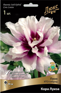 Корневище Пиона ПОИСК Люкс Кора Луиза