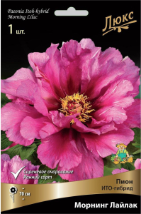 Корневище Пиона ПОИСК Люкс Морнинг Лайлак