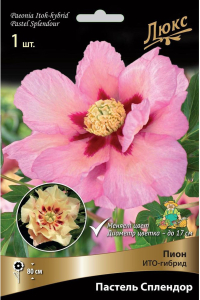 Корневище Пиона ПОИСК Люкс Пастель Сплендор