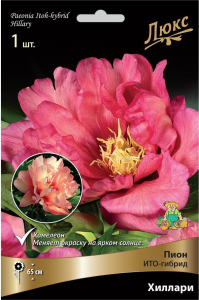 Корневище Пиона ПОИСК Люкс Хиллари